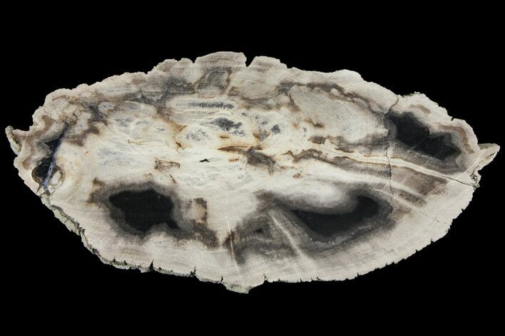 Polished Petrified Wood (Dicot) Slab - Texas #93874